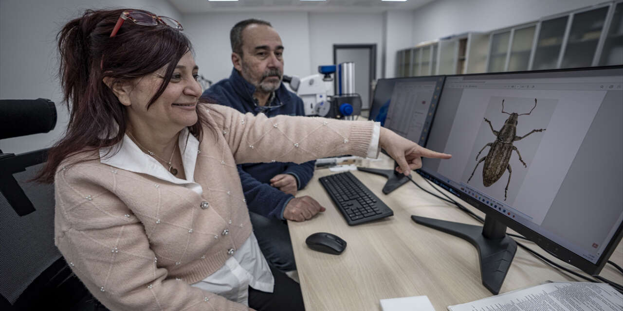 Türkiye’de keşfedilen iki hortumlu böcek türü dünya literatürüne girdi