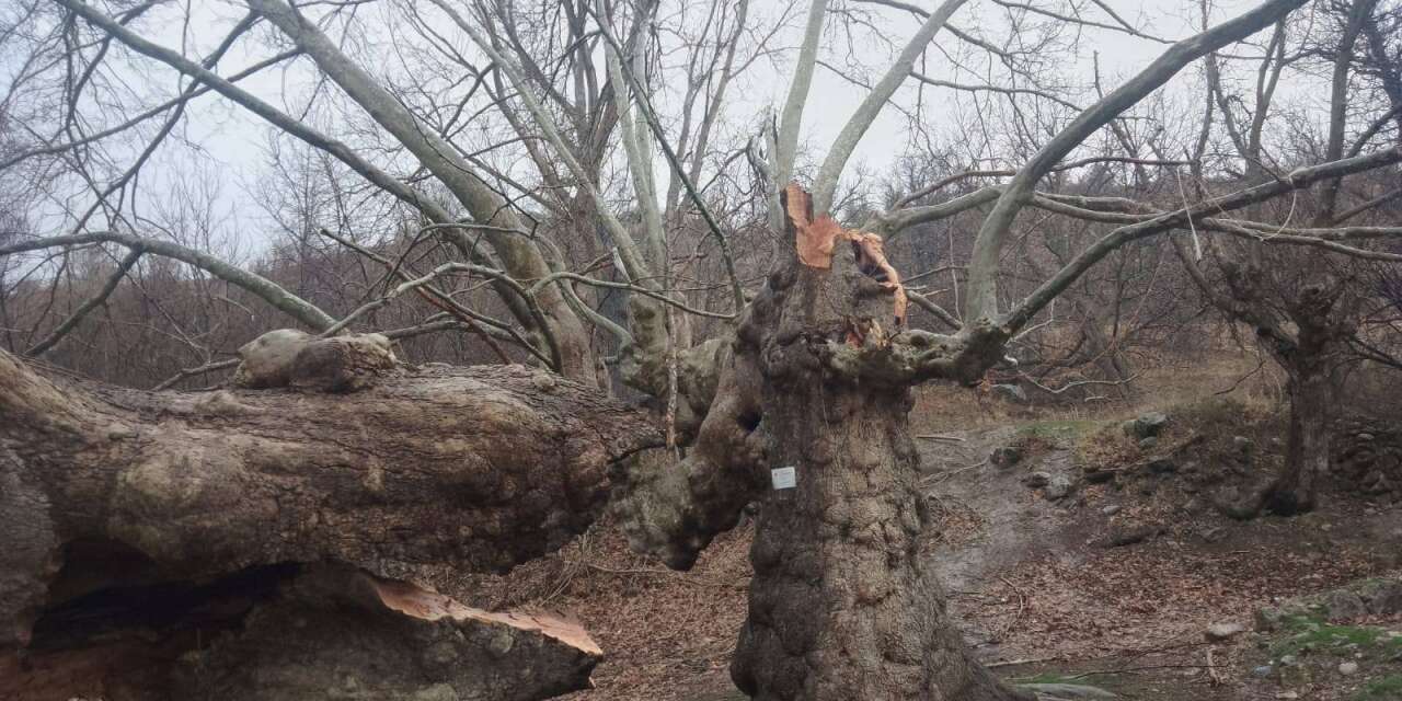 Konya’da 500 yıllık çınar ağacı rüzgara dayanamadı