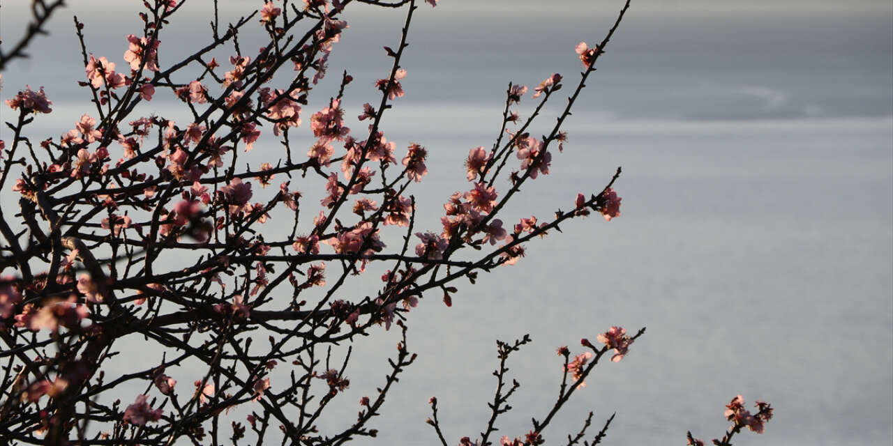 Bir ilimizde erken bahar! Bademler çiçek açtı