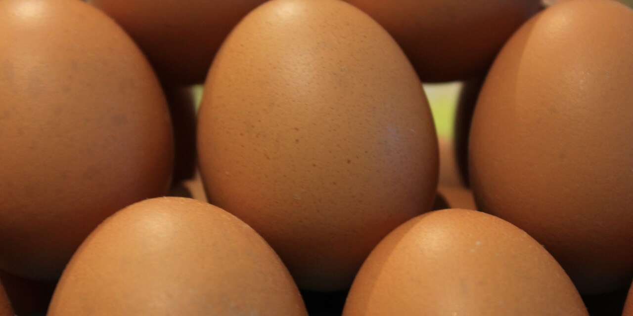 Yumurta üretiminde dikkat çeken düşüş! İşte güncel rakamlar