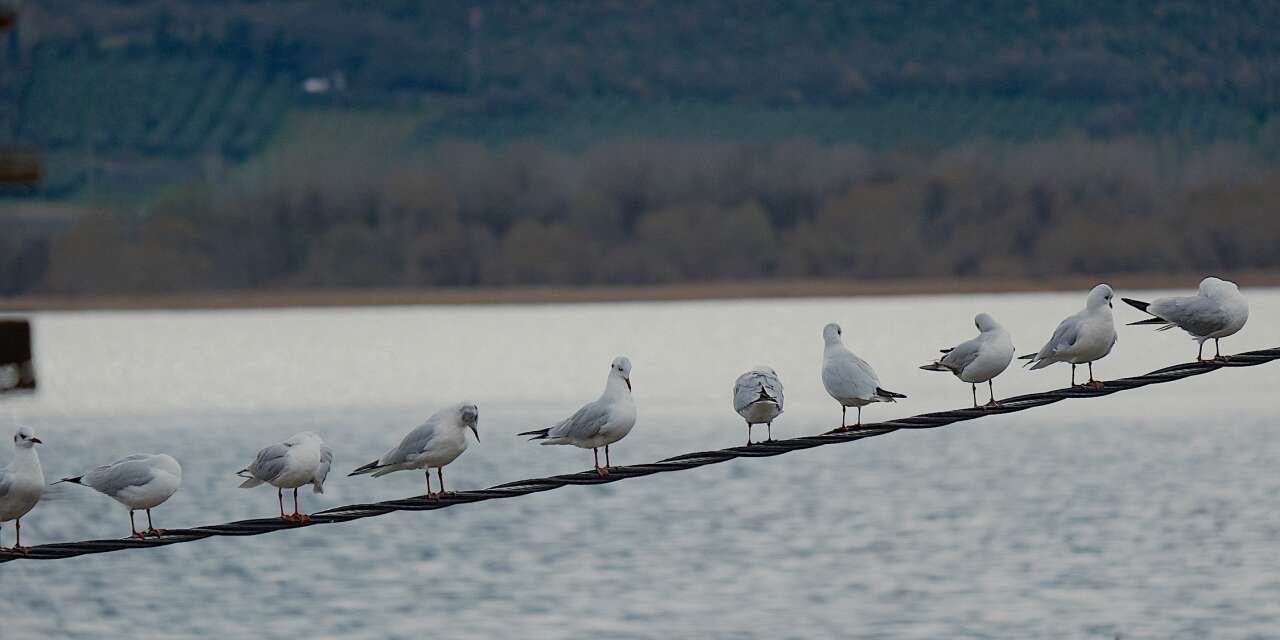 Kuraklıkla boğuşan Türkiye’nin yaşayan gölü, yeniden küçük Venedik oldu
