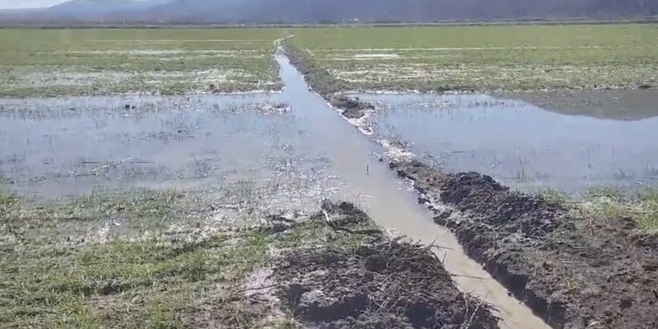 Konya’nın ünlü havzasında kuraklık bitti, fare istilası da sona erdi