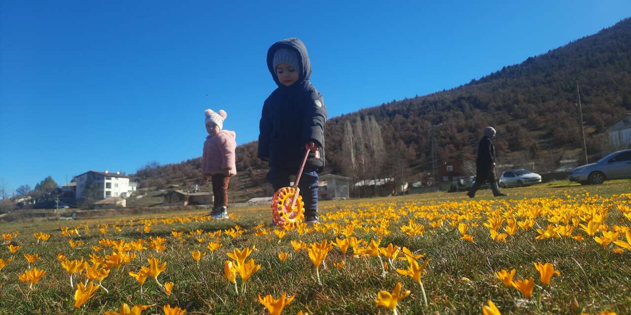 Konya Bartlı Yaylası’nda çiğdemler açtı, doğa tutkunları akın etti
