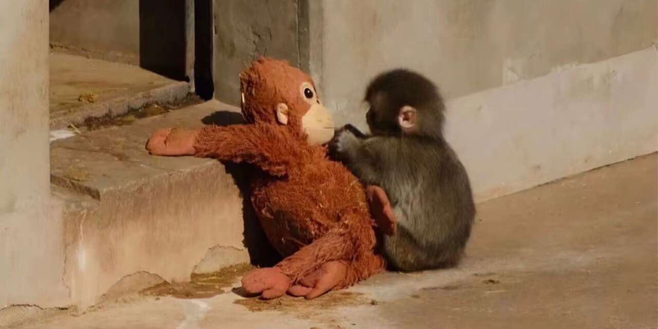 Annesi tarafından terk edilen yavru maymun teselliyi oyuncakta buldu