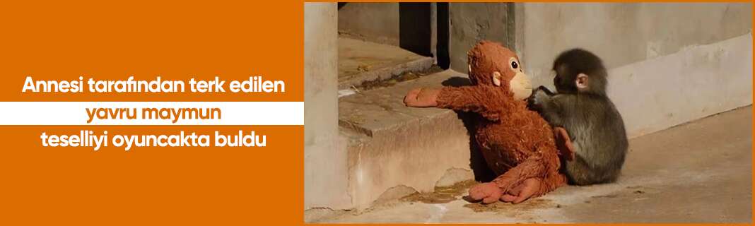 Annesi tarafından terk edilen yavru maymun teselliyi oyuncakta buldu