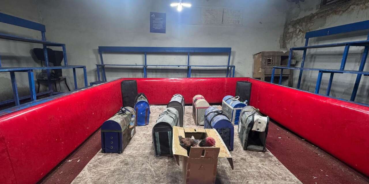 Kanatlı Hayvanları Koruma Derneği’nden horoz dövüşü çıktı