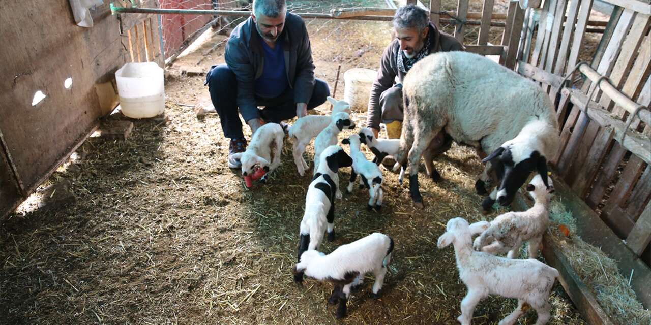 Sakız koyunu 9 doğurdu! Besici de inanamadı