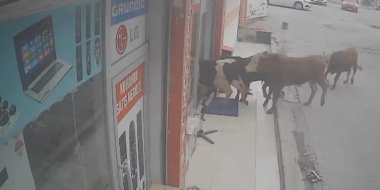 Sahibinden kaçan 9 inek beyaz eşya dükkanına girdi