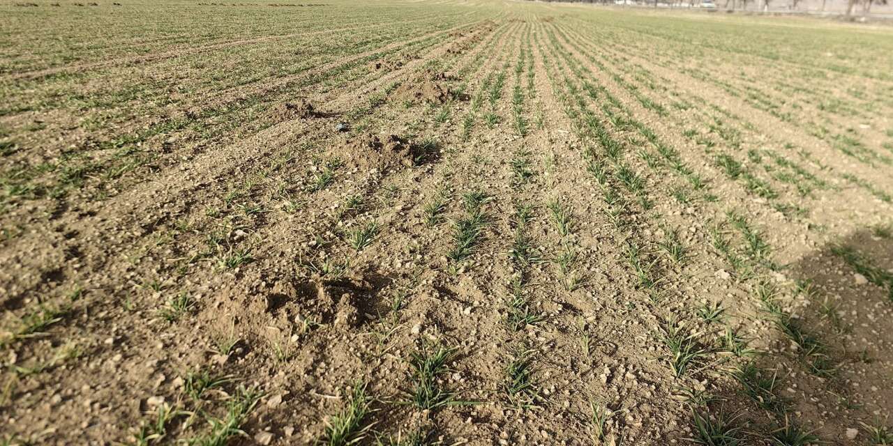 Konya’daki ekili alanlarda çiftçiyi endişelendiren gelişme