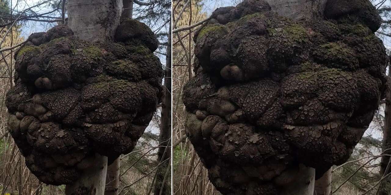 Avcılar ormanda tesadüfen buldu! Değeri altınla yarışıyor