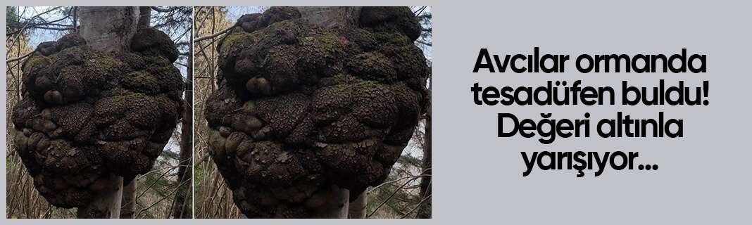 Avcılar ormanda tesadüfen buldu! Değeri altınla yarışıyor