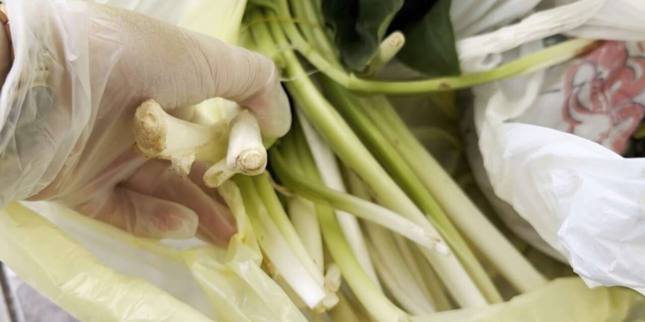 Doktor, yediği ot sonrası ölümden döndü