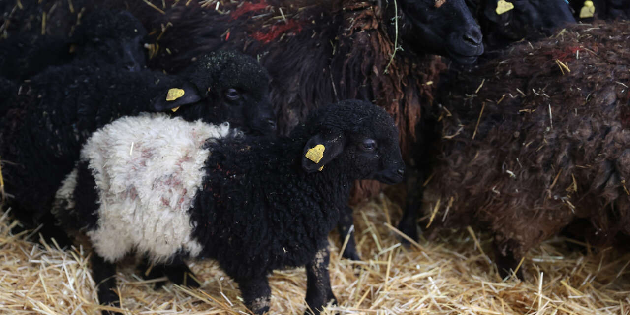 Nesli tükeniyordu, şimdi Konya’da yaşatılıyor