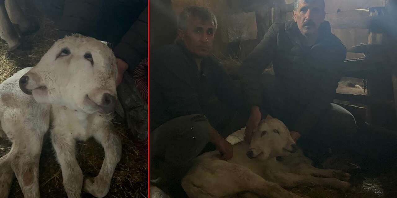 Çift başlı doğan buzağı görenleri şaşırttı