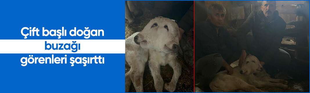 Çift başlı doğan buzağı görenleri şaşırttı