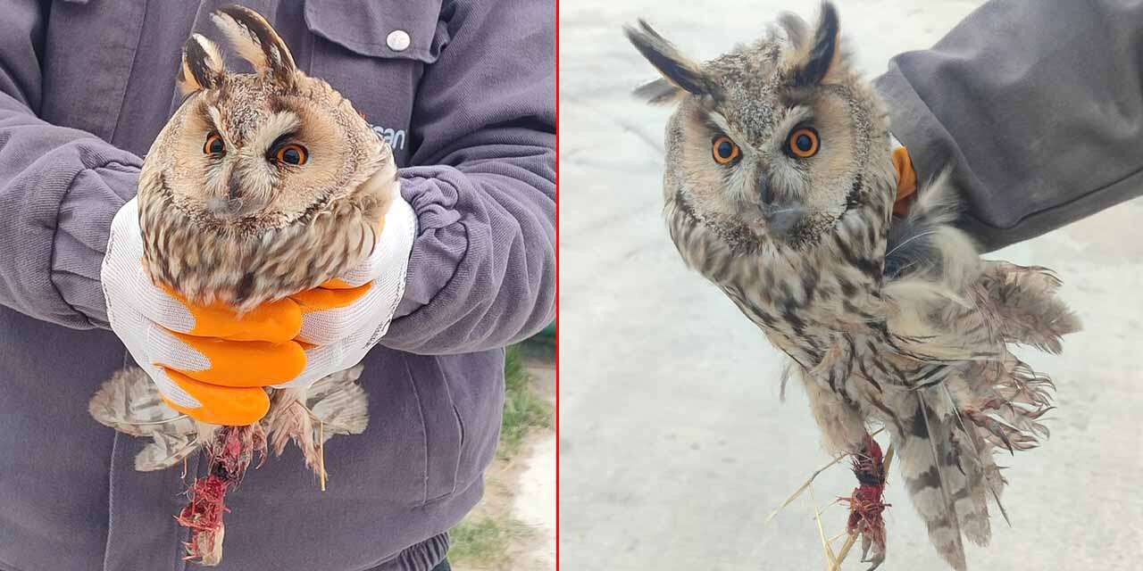 Konya’da ayakları kırık halde bulunan baykuş tedaviye alındı
