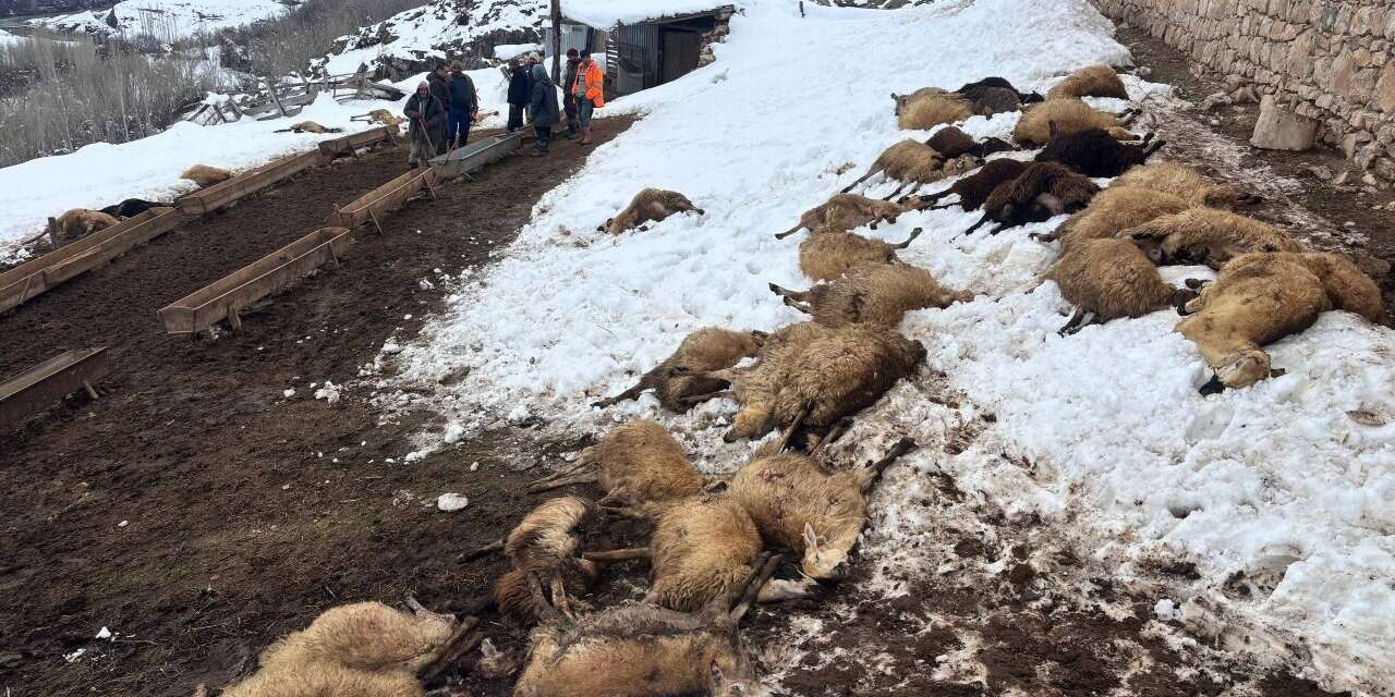 Yemi yiyen koyunlar düşüp öldü