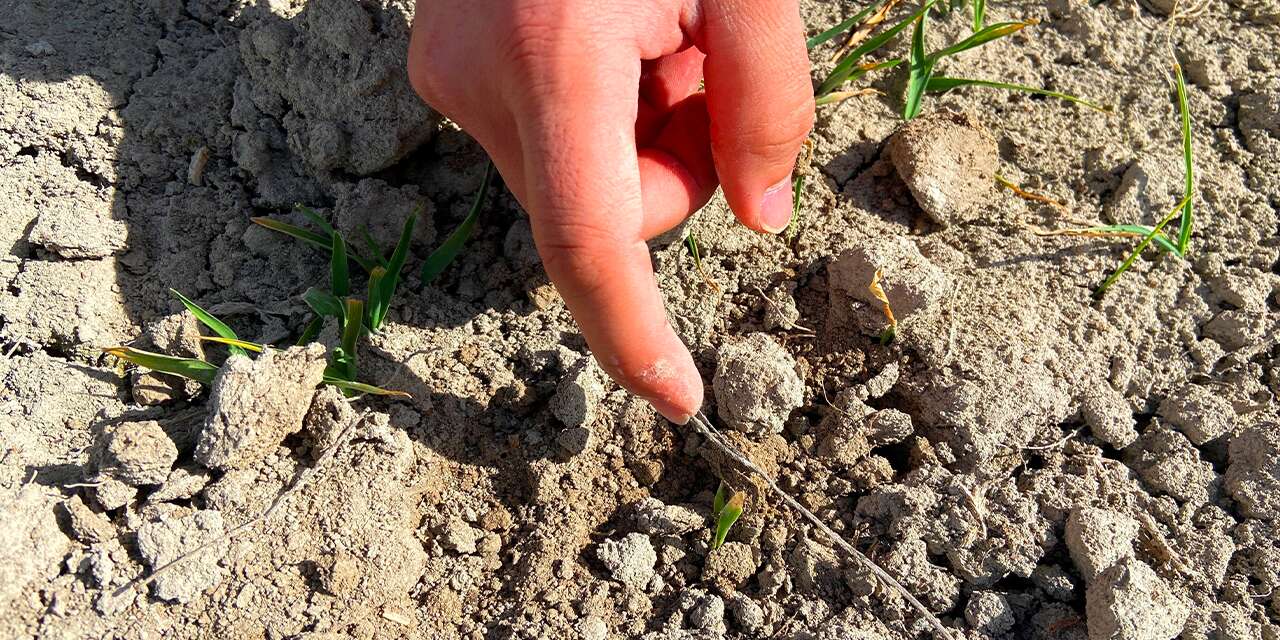 Konya’daki son yağışlar çiftçiye umut oldu