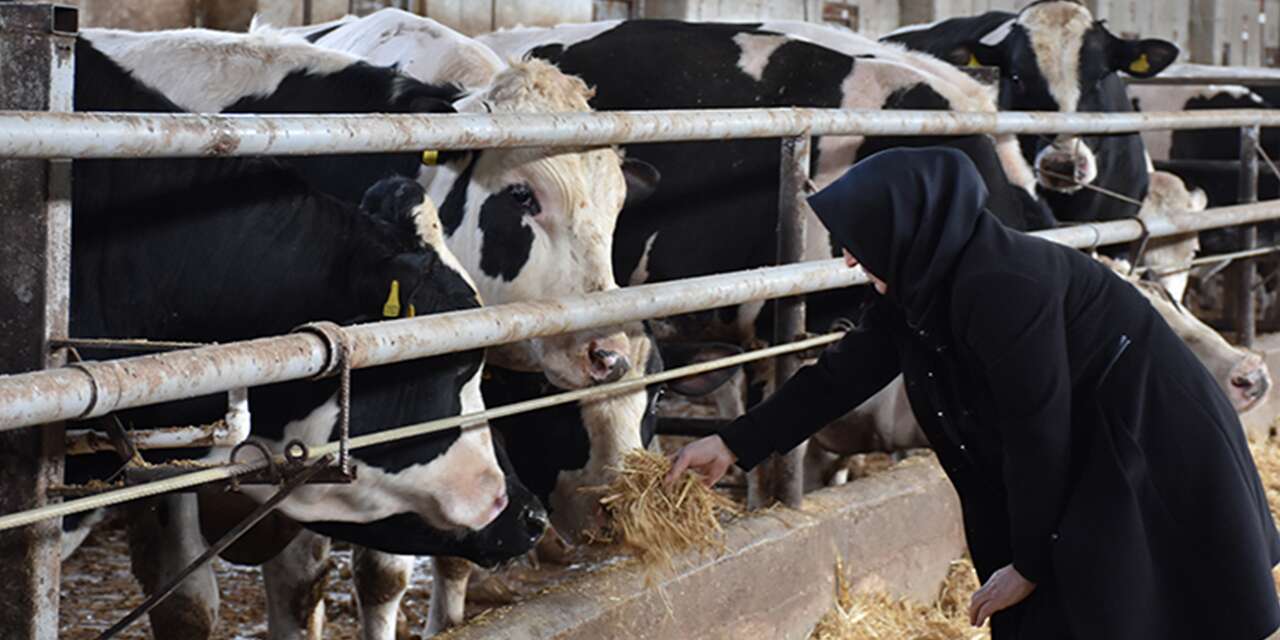 Ev hanımıyken 900 büyükbaş hayvanla çiftlik sahibi oldu