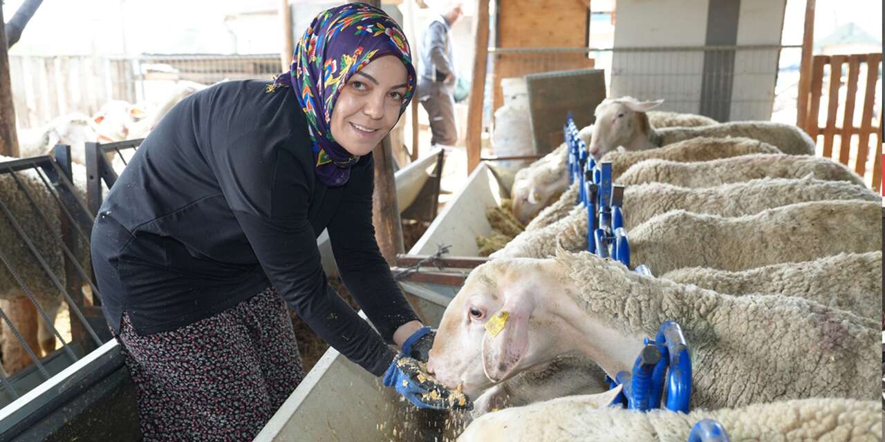 3 koyunla başladığı işin patronu oldu