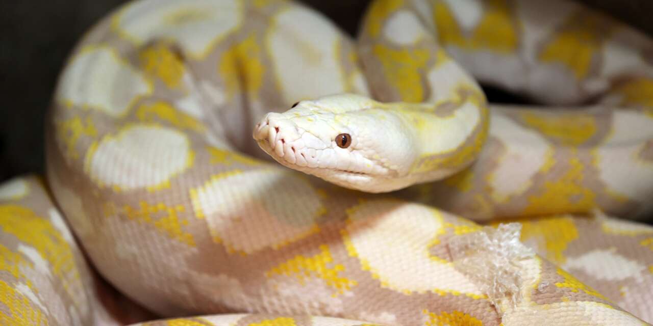 Konya’daki bu yılanlar renkleri ve gözleriyle dikkat çekiyor