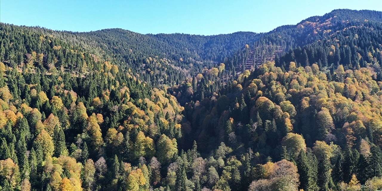 Ormanların bakımına 2,3 milyar lira harcandı