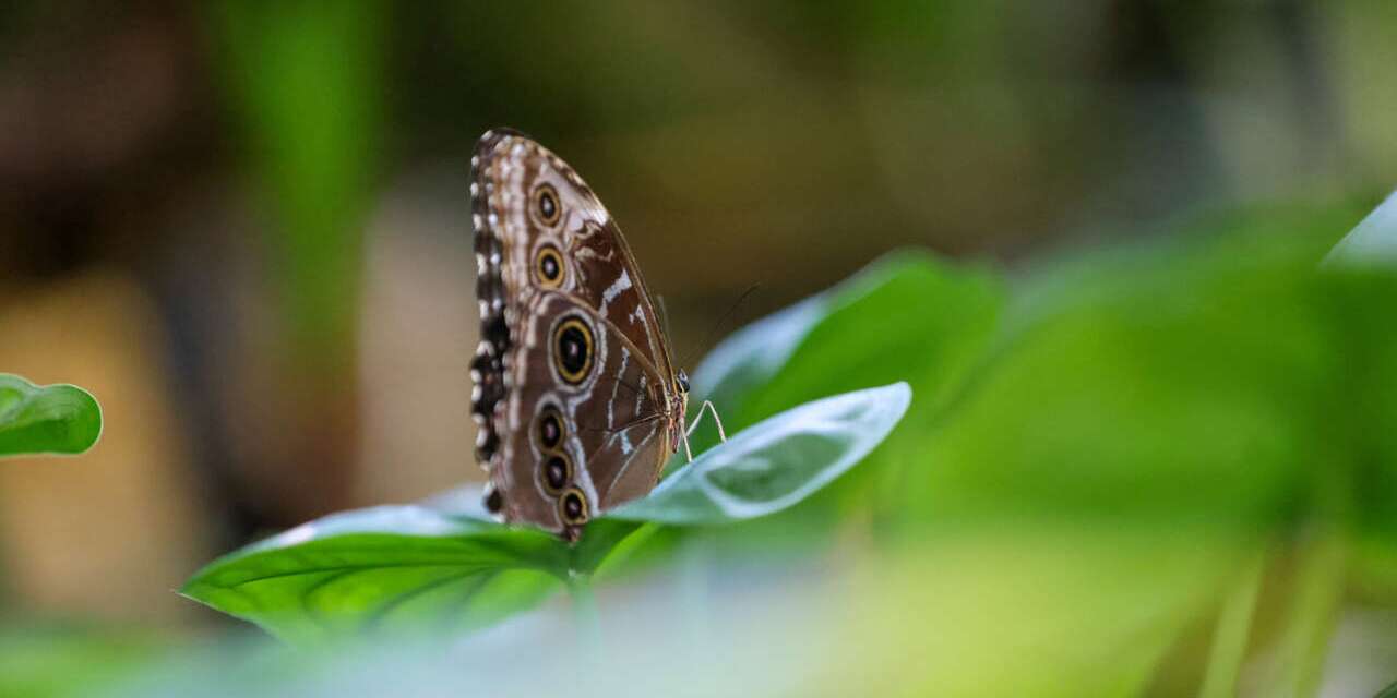 Konya Tropikal Kelebek Bahçesi bayramda açık olacak