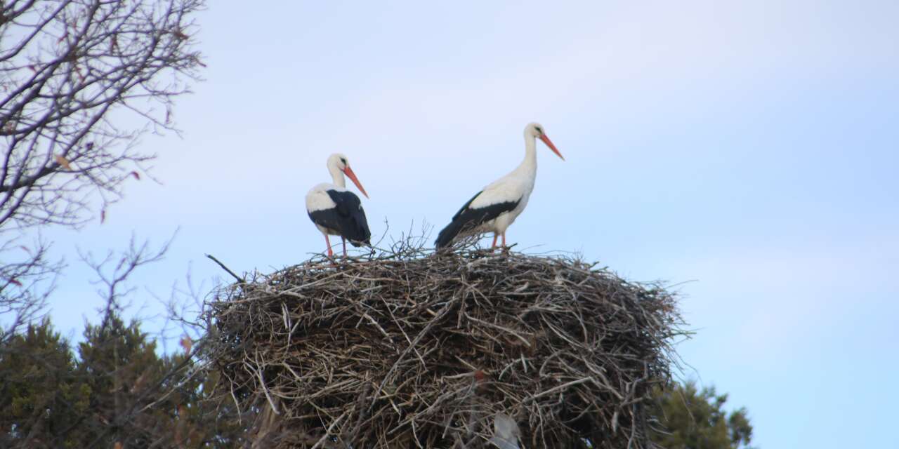Baharın habercileri Konya’ya gelmeye başladı
