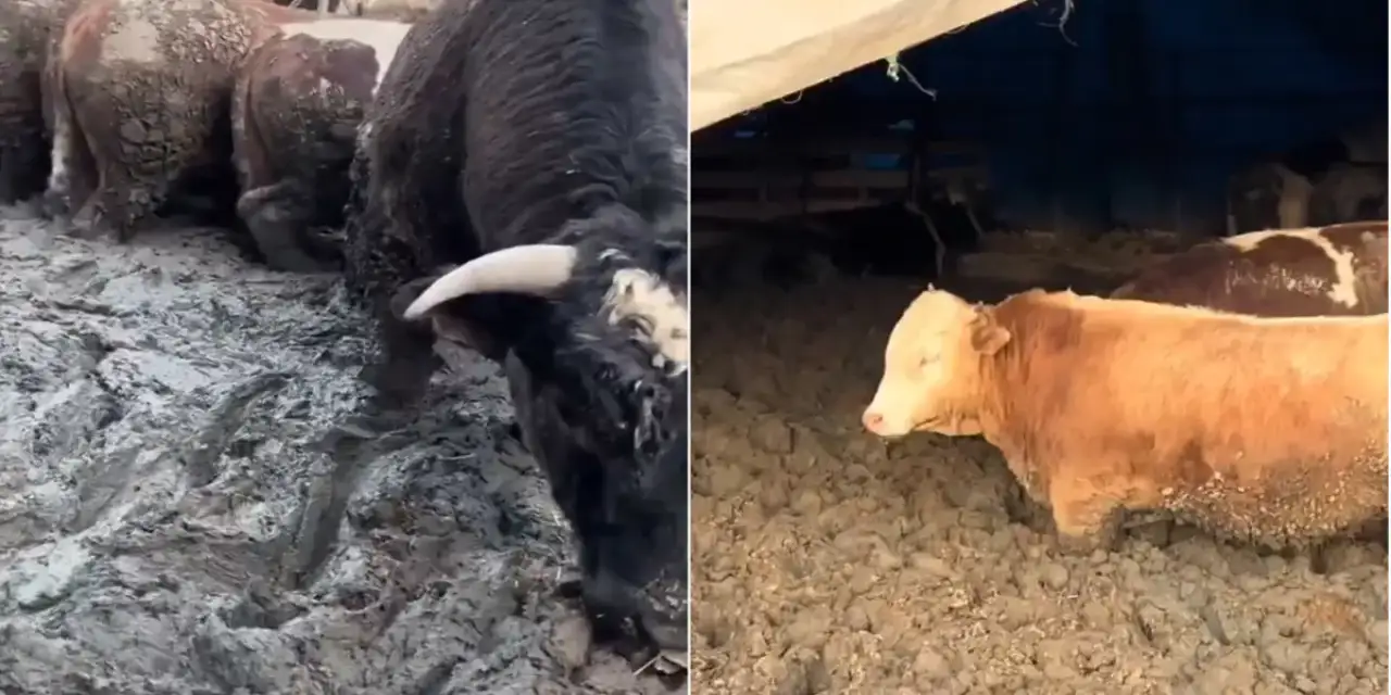 Görüntü gündem olmuştu! Konya’daki o besi çiftliğine inceleme başlatıldı