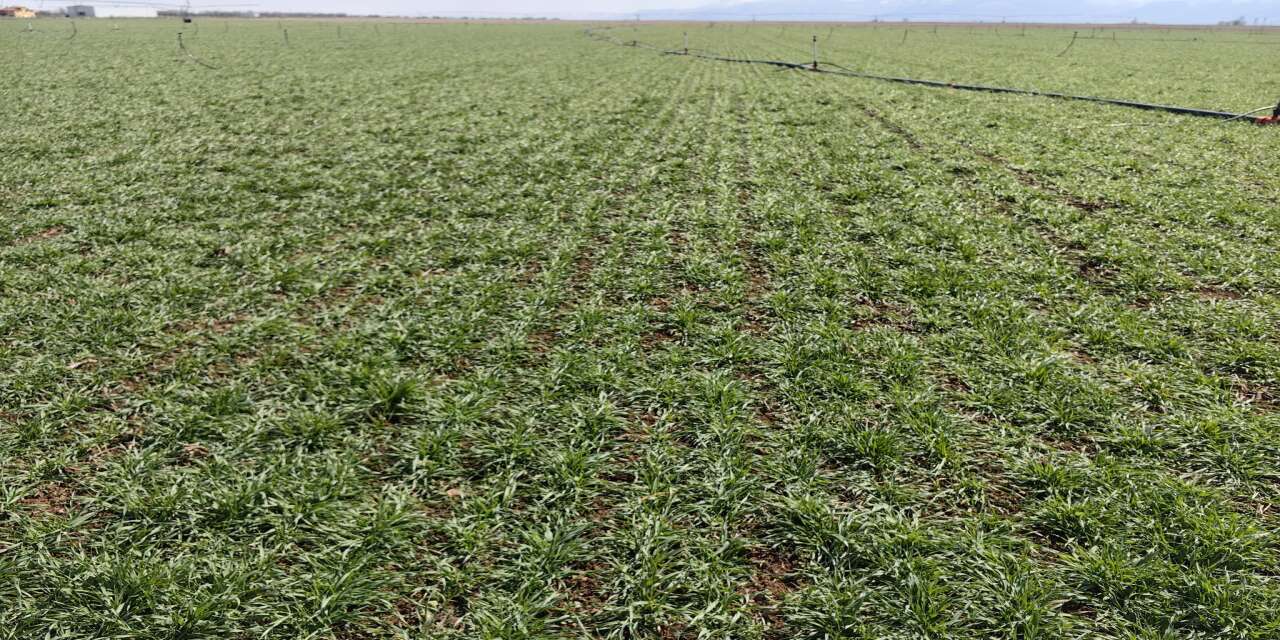 Konya Ovası’nda yağışlar sulamayı bir ay erteledi