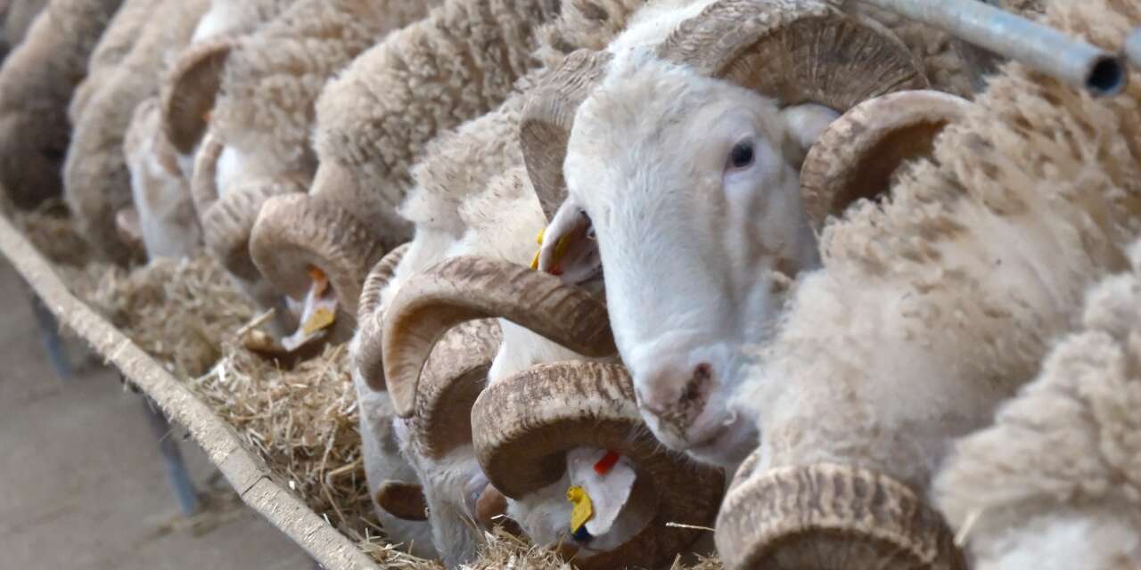 Türkiye’nin en değerli koçları için rekor fiyatlı satış heyecanı