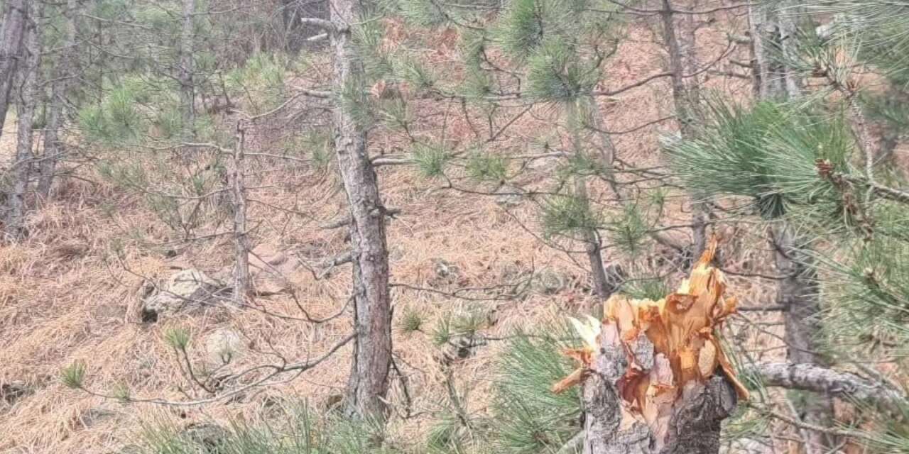 Konya’da doğa katliamı