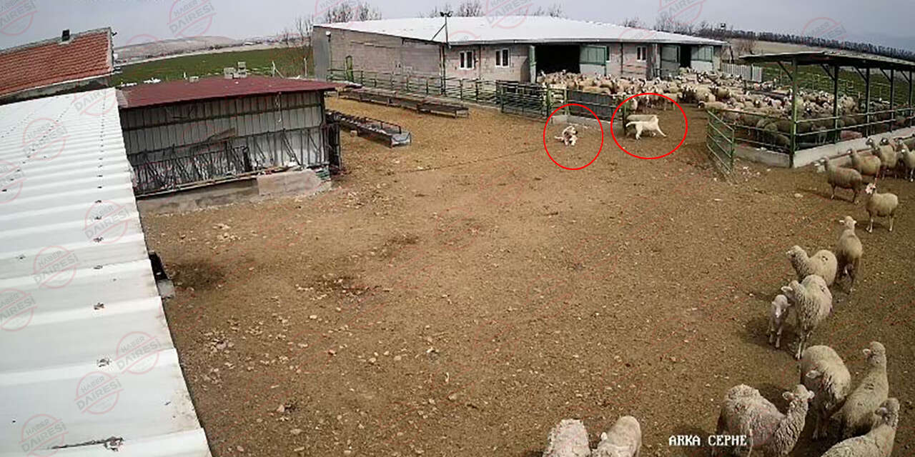 Konya’da sokak köpeği koyunlara saldırdı, çoban köpeği yattığı yerden izledi