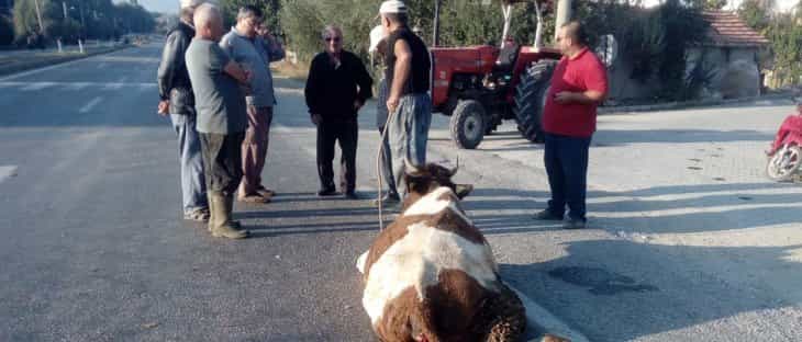 Konya'da hafriyat kamyonu yola çıkan ineğe çarptı