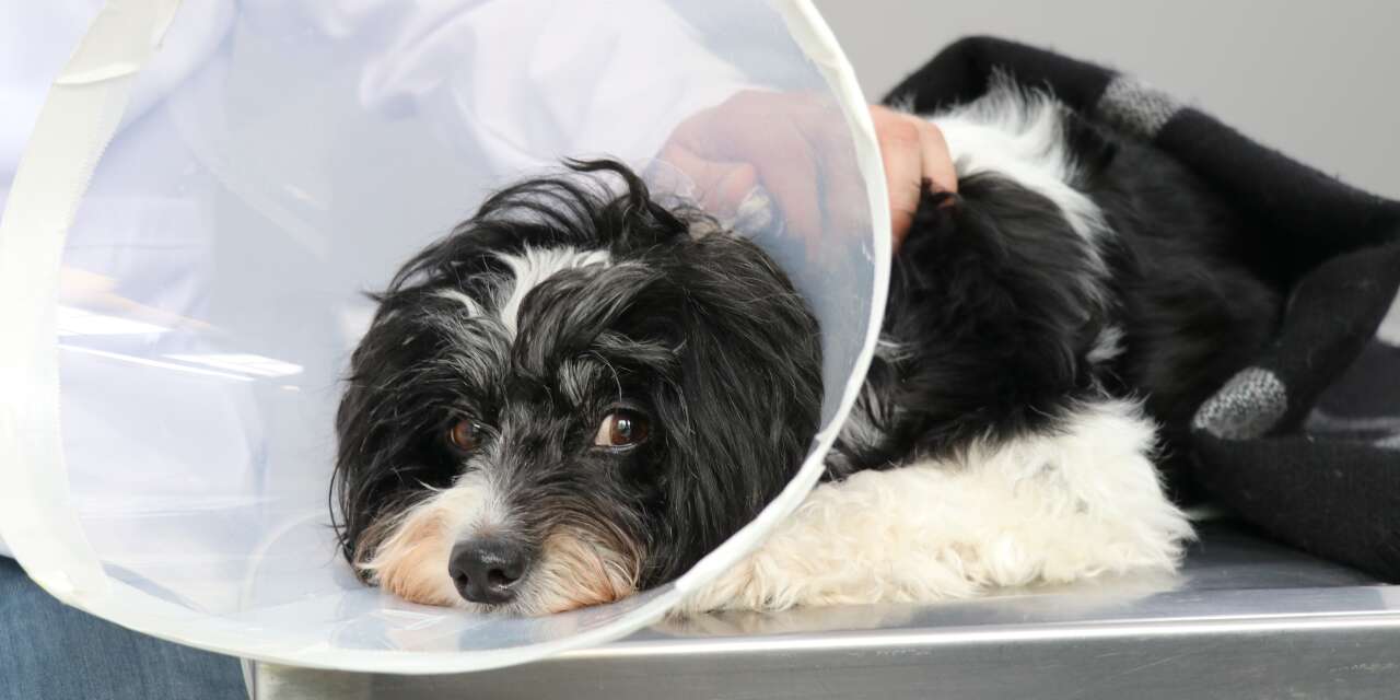 Köpeğin idrar kesesinden çıkanlar doktoru bile şok etti! Yaklaşık 140 tane