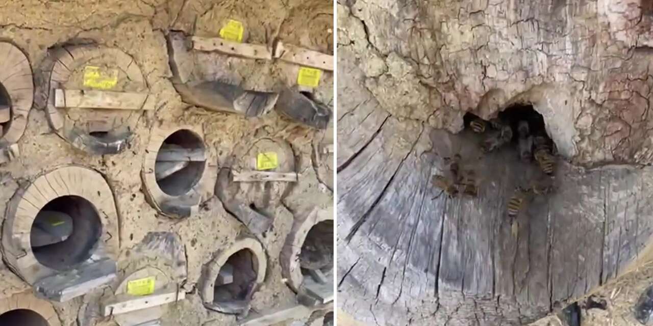 Konya’da arıcılık sezonu başladı