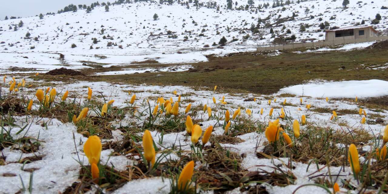 Konya’nın yükseklerinde baharın habercileri kendini gösterdi