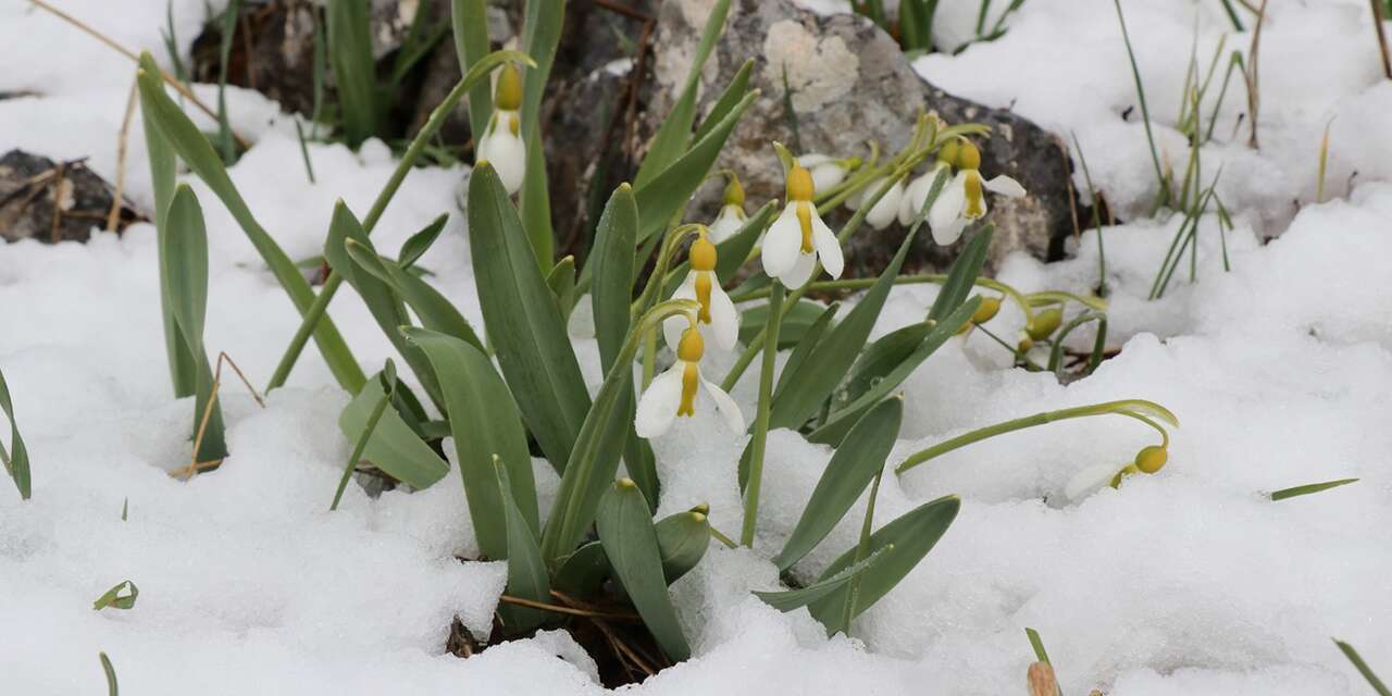 Konya’da Mart sürprizi! Kardelenler yeniden kar altında kaldı