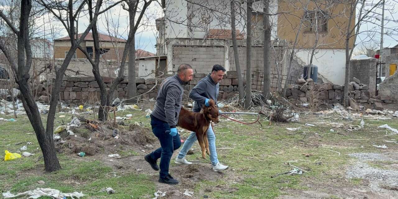 Bayram günü başıboş köpek dehşeti! 3 yaşındaki çocuğa saldırdı
