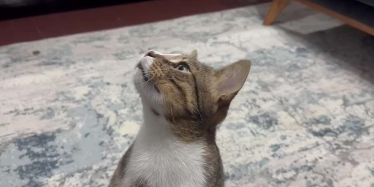 4 yıldır kusan kedinin sorunu ortaya çıktı