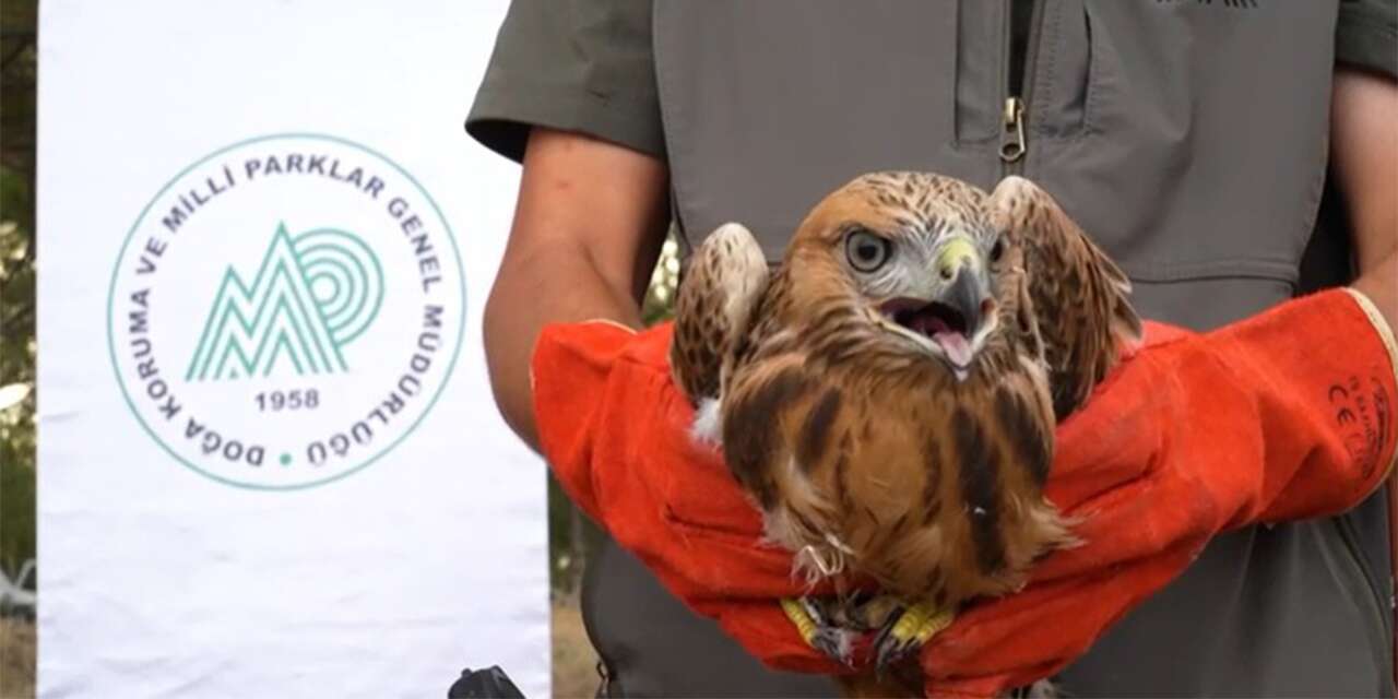 Konya’da tedavi edilen yaban hayvanları yeniden doğal yaşamına dönüyor