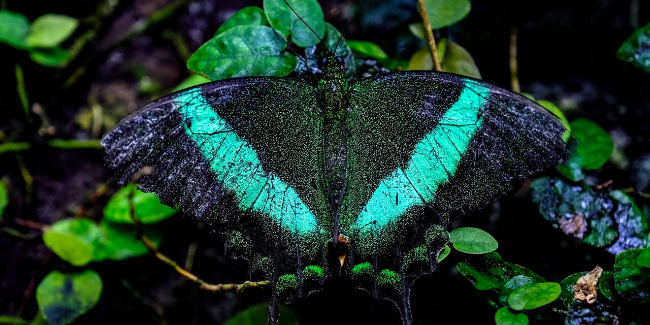 Avrupa’nın en büyüğü Konya’da! 10 bin farklı tür, 600 bin ziyaretçi