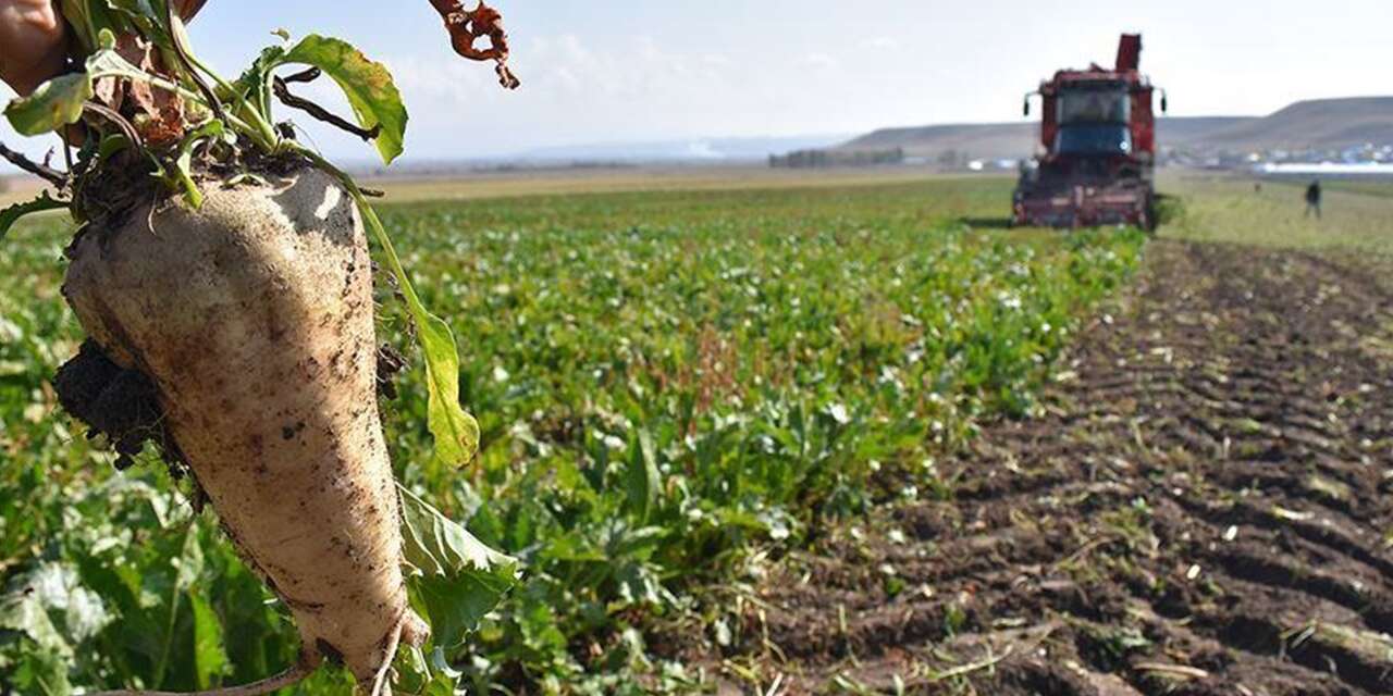 Şeker sektörü son 3 yılın en zor döneminde