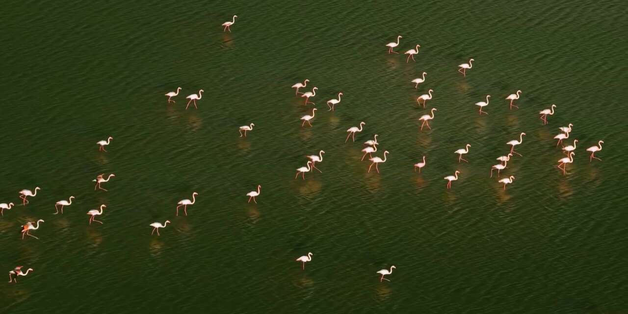 Konya’nın kuruyan gölü yeniden hayat buldu! Düden'de şölen var