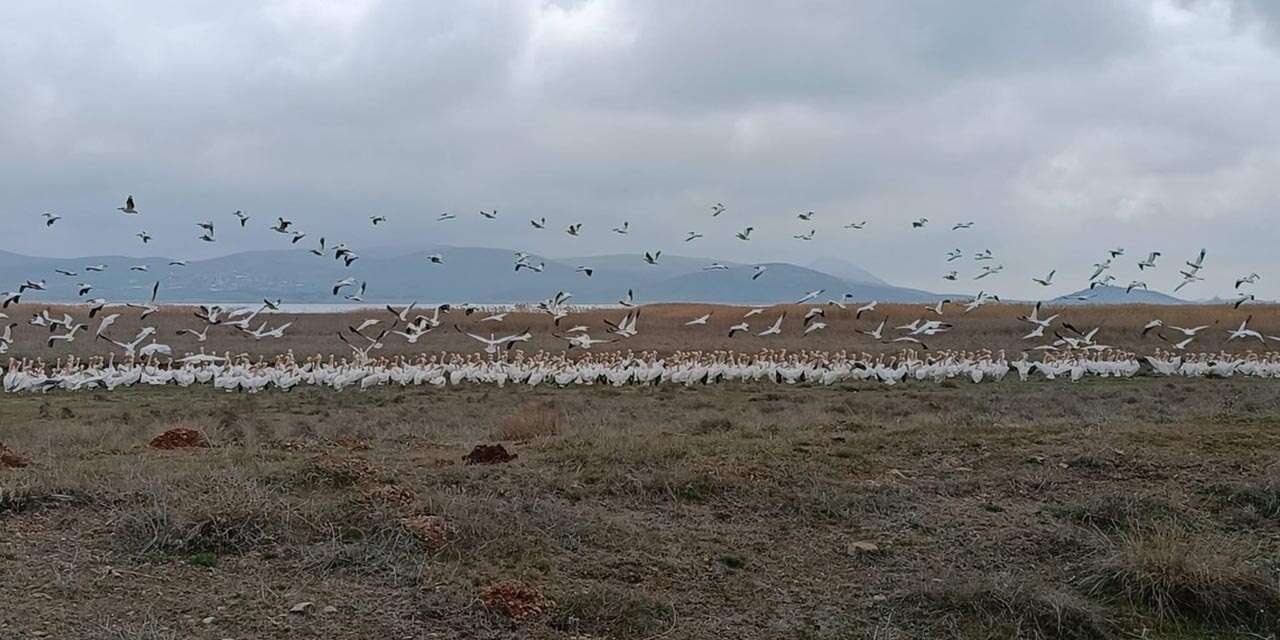 Konya’da son yağışlarla can bulan Çavuşçugöl’de ekolojik hareketlilik başladı