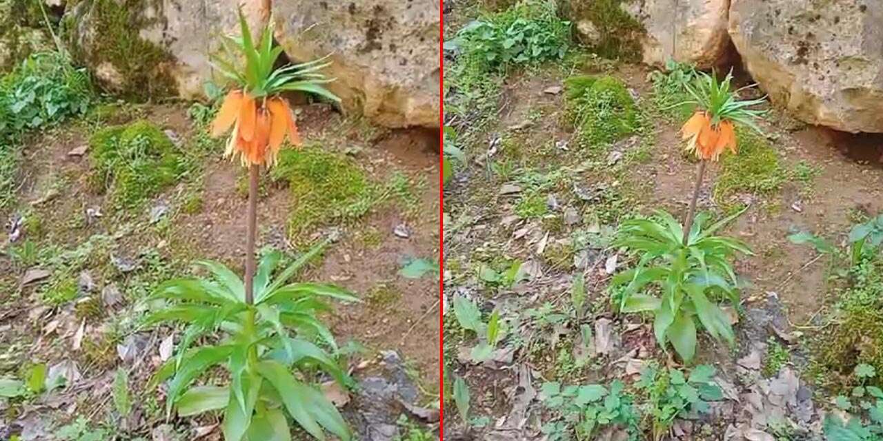 Bu çiçeği koparmanın bedeli çok ağır