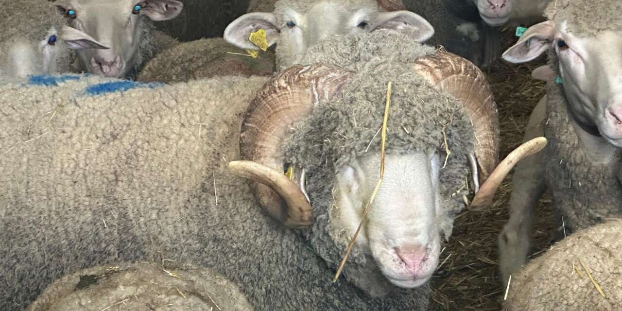 1 milyonluk şampiyon koçun yavrularına Konya dahil bir çok ilden ilgi var