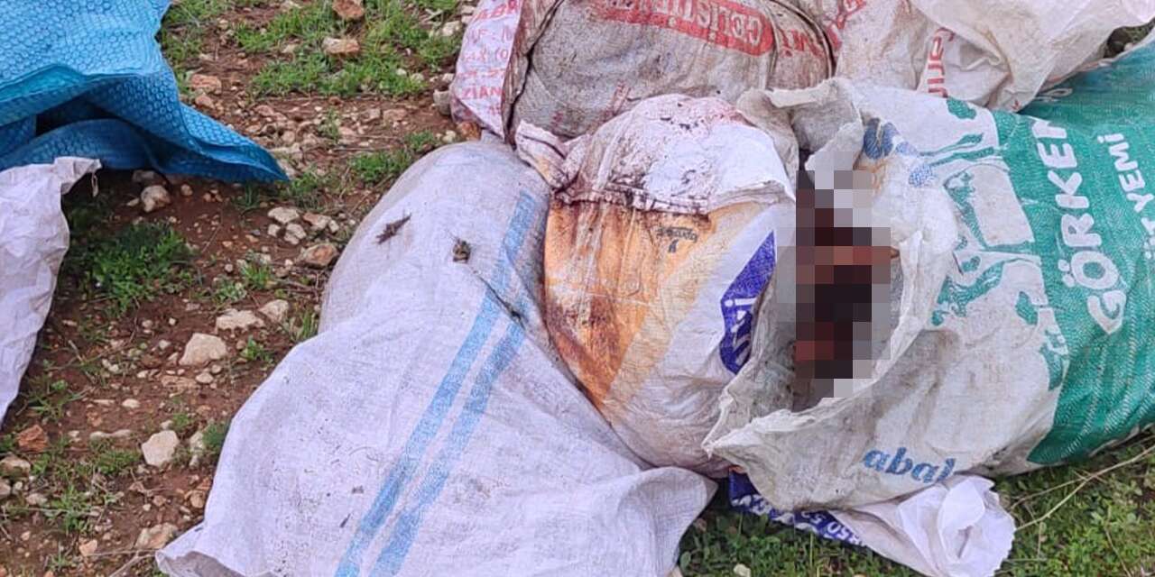 Tarlaya atılan kanlı çuvalların içinden vahşet çıktı