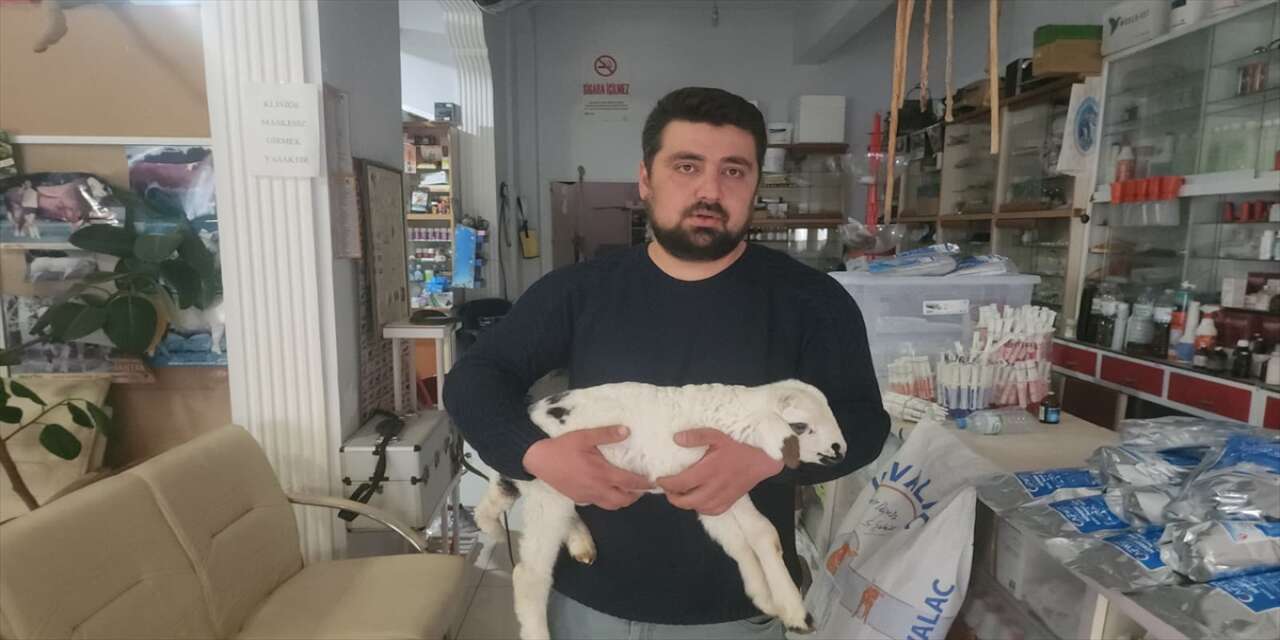 Konya’da umut dolu müdahale kuzuya ikinci şans verdi