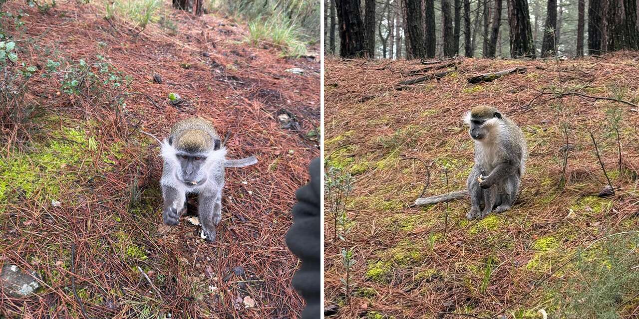 Firari maymunların sırrı çözüldü! Konya’ya getirilecekler